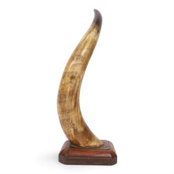 American horn with carvings to commemorate Billy Richardson the first Pony Express Rider dated April 1860 mounted on a wooden base 56cm