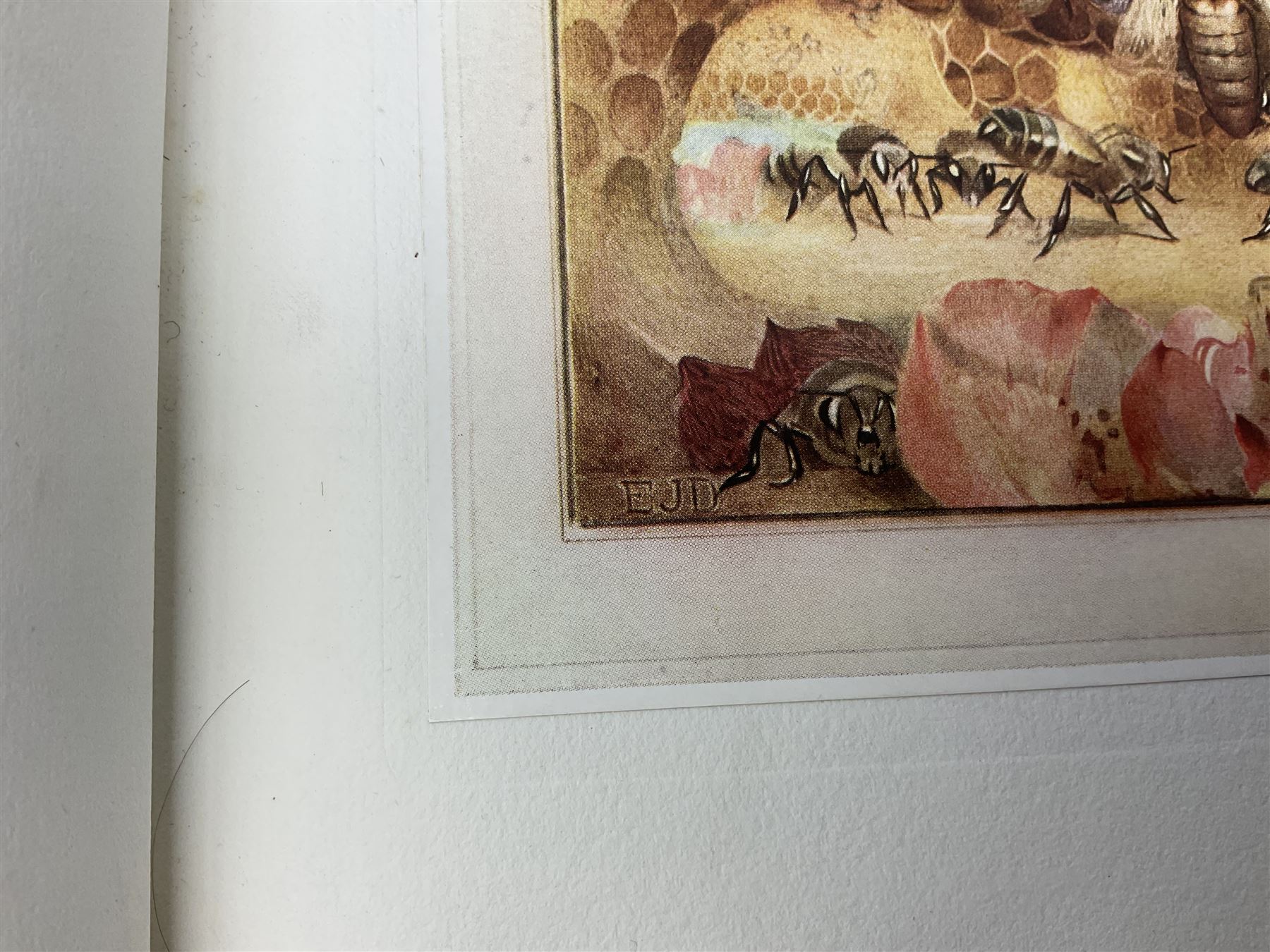 Maurice Maeterlinck: 'The Life of the Bee', illustrated E.J. Detmold, 13 mounted coloured plates, pub. Geo. Allen & Co. Ltd. London, 1911,