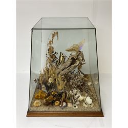 Entomology: 20th century cased moth and butterfly diorama, including Godart morpho, Chrysiridia rhipheus, Cathosia biblis, Appias lyncida, Hamadryas and others arranged amongst dried flowers and grasses, enclosed in a glass five sided terrarium display case with a wooden base, L43cm D43cm H49cm 