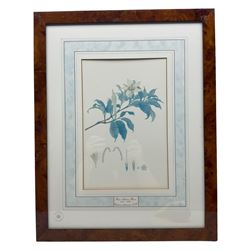 After Franz Andreas Bauer (Austrian 1758-1840): Botanical Studies, set of three limited edition prints for the Natural History Museum together with a set of four other prints from the Reeves Collection with British Museum stamps, certificates verso max 32cm x 21cm (7)