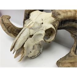 Skulls/Horns: Swaledale Ram Skull, (Ovis aries), set of adult horns on upper skull, H17cm