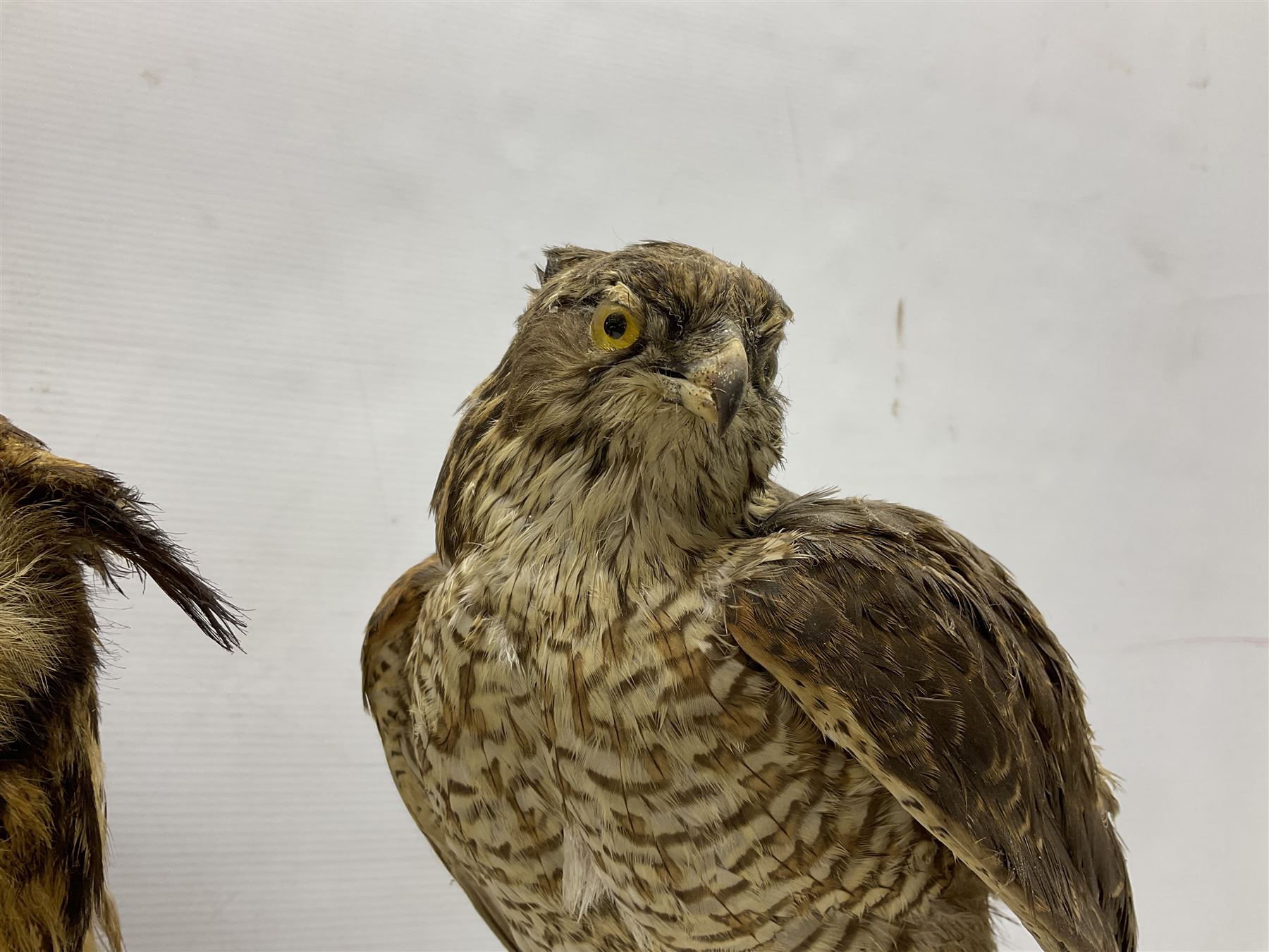 Taxidermy: Long-eared Owl (Asio otus), full adult mount upon a cut tree branch, together with European Sparrowhawk (Accipiter nisus), full adult mount, upon a branch in a naturalistic setting, owl H36cm 
