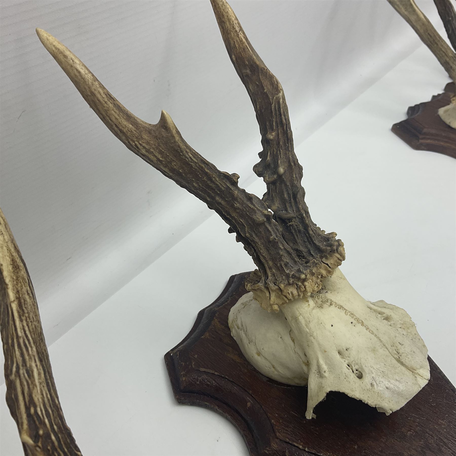 Antlers/Horns: Roe Deer (Capreolus capreolus) ten pairs of roe deer antlers mounted upon wooden shields, shield H19cm 