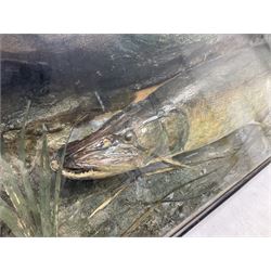 Taxidermy: Cased Northern Pike (Esox lucius), a large preserved skin mount set within a rocky river bed,  encased within a single pane display case, H41cm, L122cm