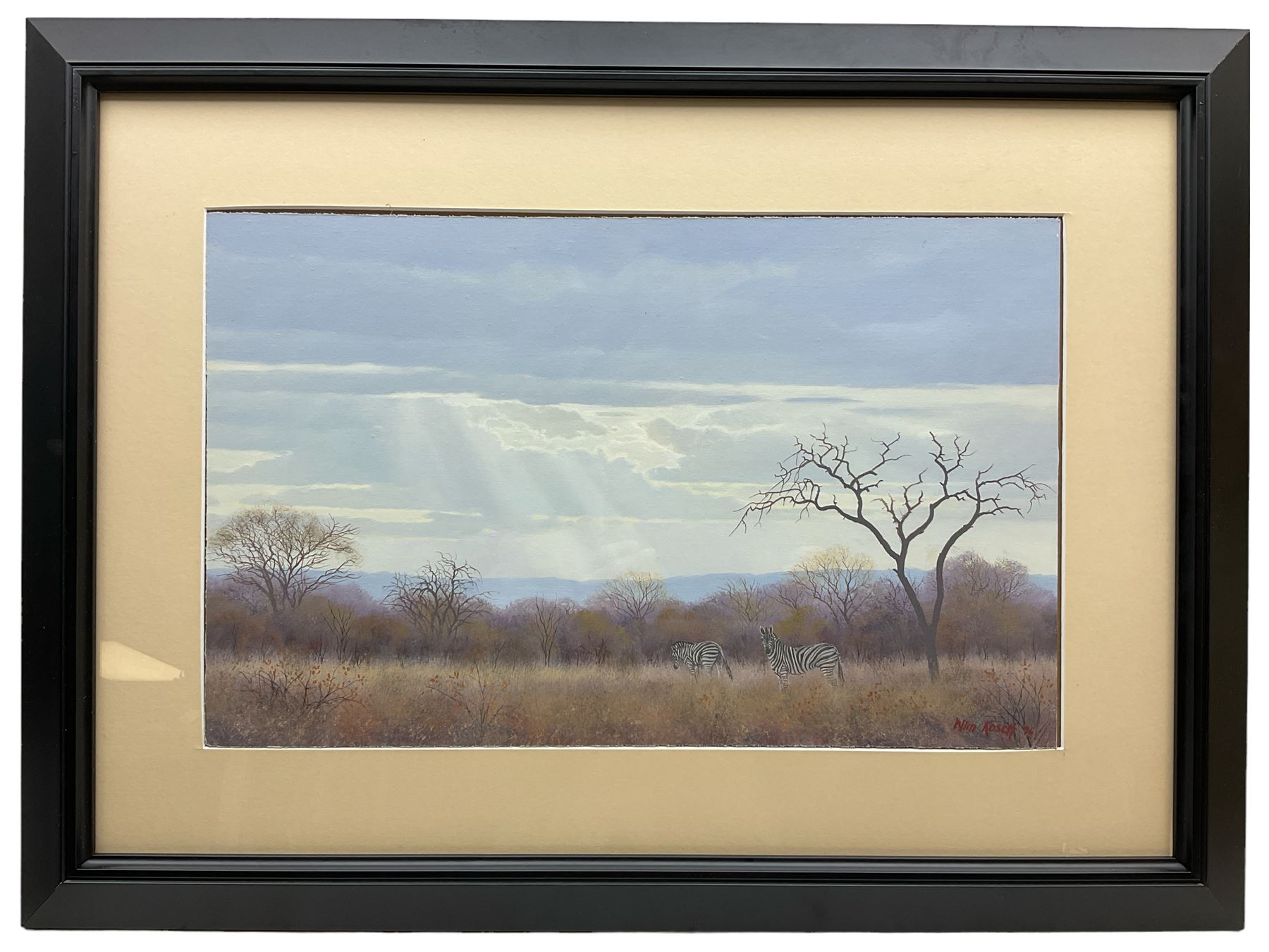 Wim Kosch (South African Contemporary): Zebra Grazing, oil on board signed and dated '96, 33cm x 53cm