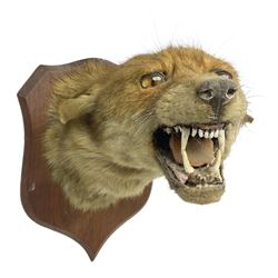 Taxidermy; Red fox mask (Vulpes vulpes), with mouth agape bearing teeth and ears back, mounted upon oak shield