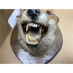 Taxidermy: Red fox mask (Vulpes vulpes), with mouth agape bearing teeth and ears back, mounted upon wooden shield, with brush, shield H24cm
