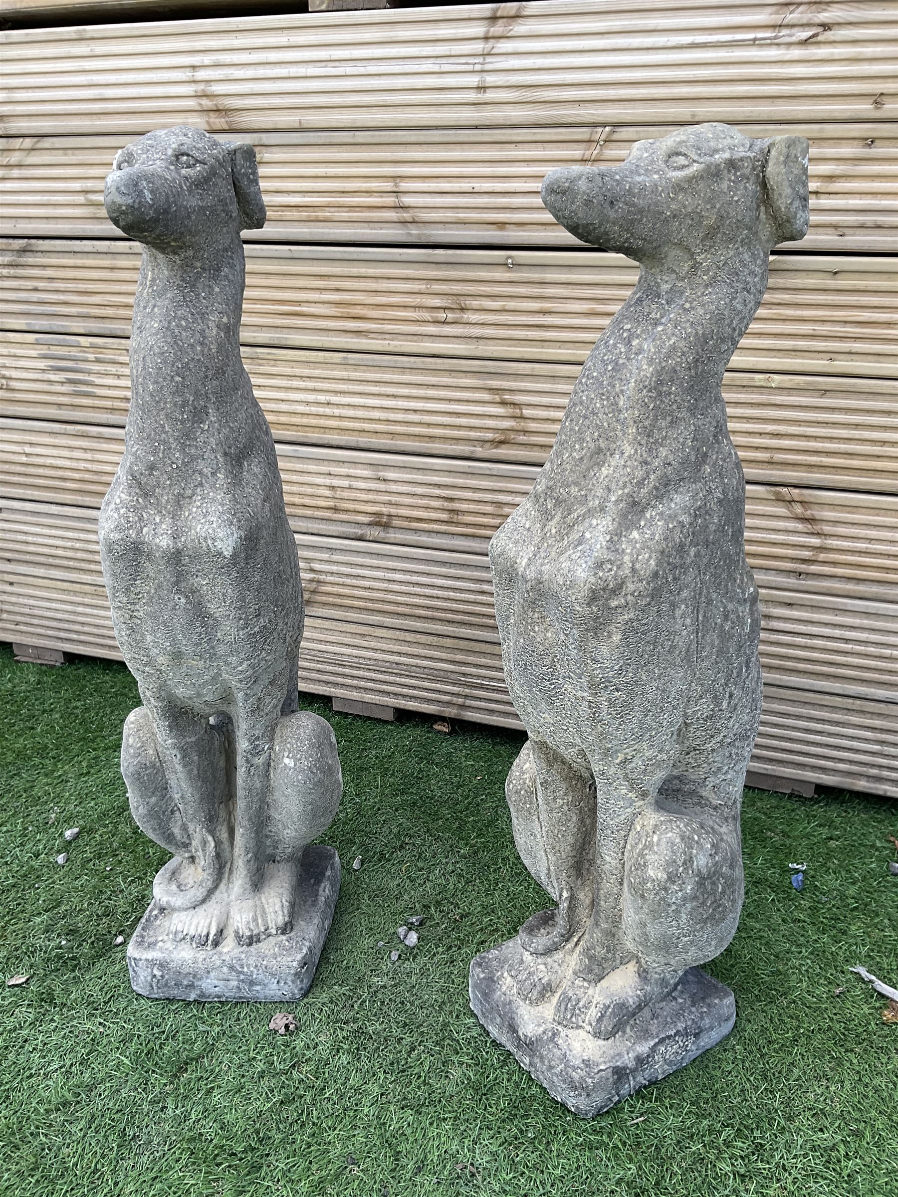 Pair of cast stone seated greyhounds, H75, W20, D25 - THIS LOT IS TO BE COLLECTED BY APPOINTMENT FROM DUGGLEBY STORAGE, GREAT HILL, EASTFIELD, SCARBOROUGH, YO11 3TX