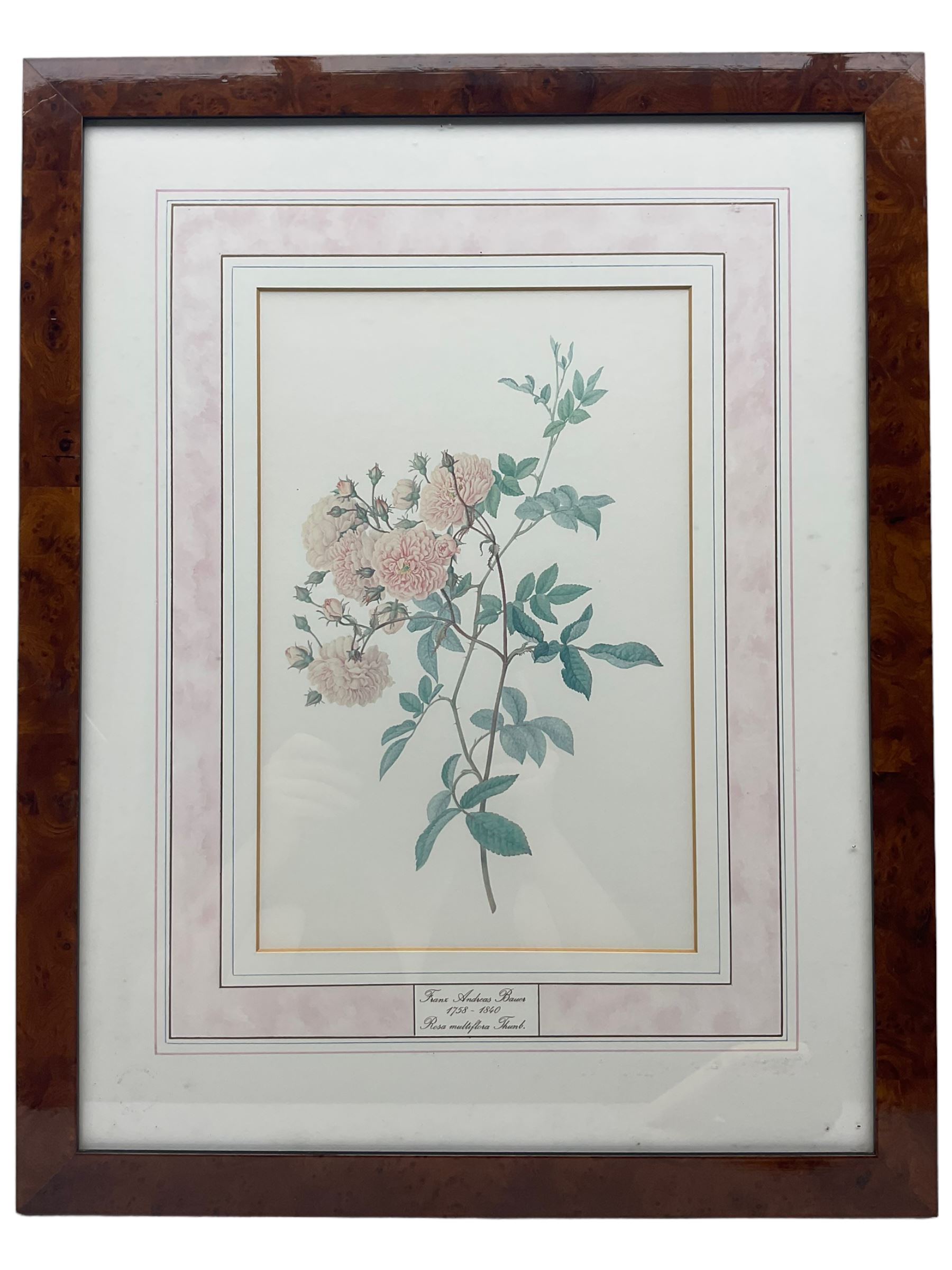 After Franz Andreas Bauer (Austrian 1758-1840): Botanical Studies, set of three limited edition prints for the Natural History Museum together with a set of four other prints from the Reeves Collection with British Museum stamps, certificates verso max 32cm x 21cm (7)
