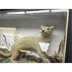 Taxidermy: Red Squirrels (Sciurus vulgaris), full adult mount, climbing a small cut tree stump, in a naturalistic setting, encased within a single pane display case, together with cased Ermine ((Mustela erminea), full adult mount, in a ebonised single pane display case, squirrel case, H35cm, L38cm