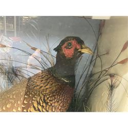 Taxidermy: Pair of cased Ring-Necked Pheasants (Phasianus colchicus), full adult mounts, hen and cockbird, in a naturalistic setting, encased within a single pane ebonised display case, H45cm, L87cm