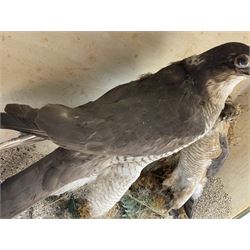 Taxidermy; Victorian cased pair of Sparrowhawks (Accipiter nisus), male and female full mounts, on a naturalistic setting, encased within an ebonised single pane display case, H40, W47cm, D19.5cm
