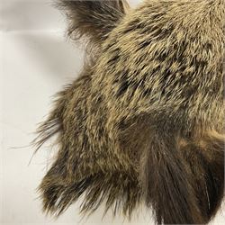 Taxidermy: European Wild Boar (Sus scrofa), adult male shoulder mount looking straight ahead