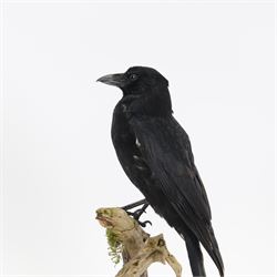 Taxidermy; Cased Carrion Crow (Corvus corone), full adult mount perched upon a branch in a naturalistic setting with roe dear skull to the base, enclosed within glass dome, H52cm