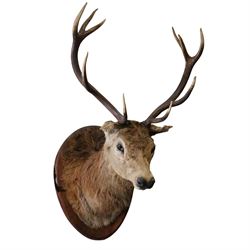 Taxidermy: Red Deer (Cervus elaphus), an adult stag shoulder mount with head turning to th...