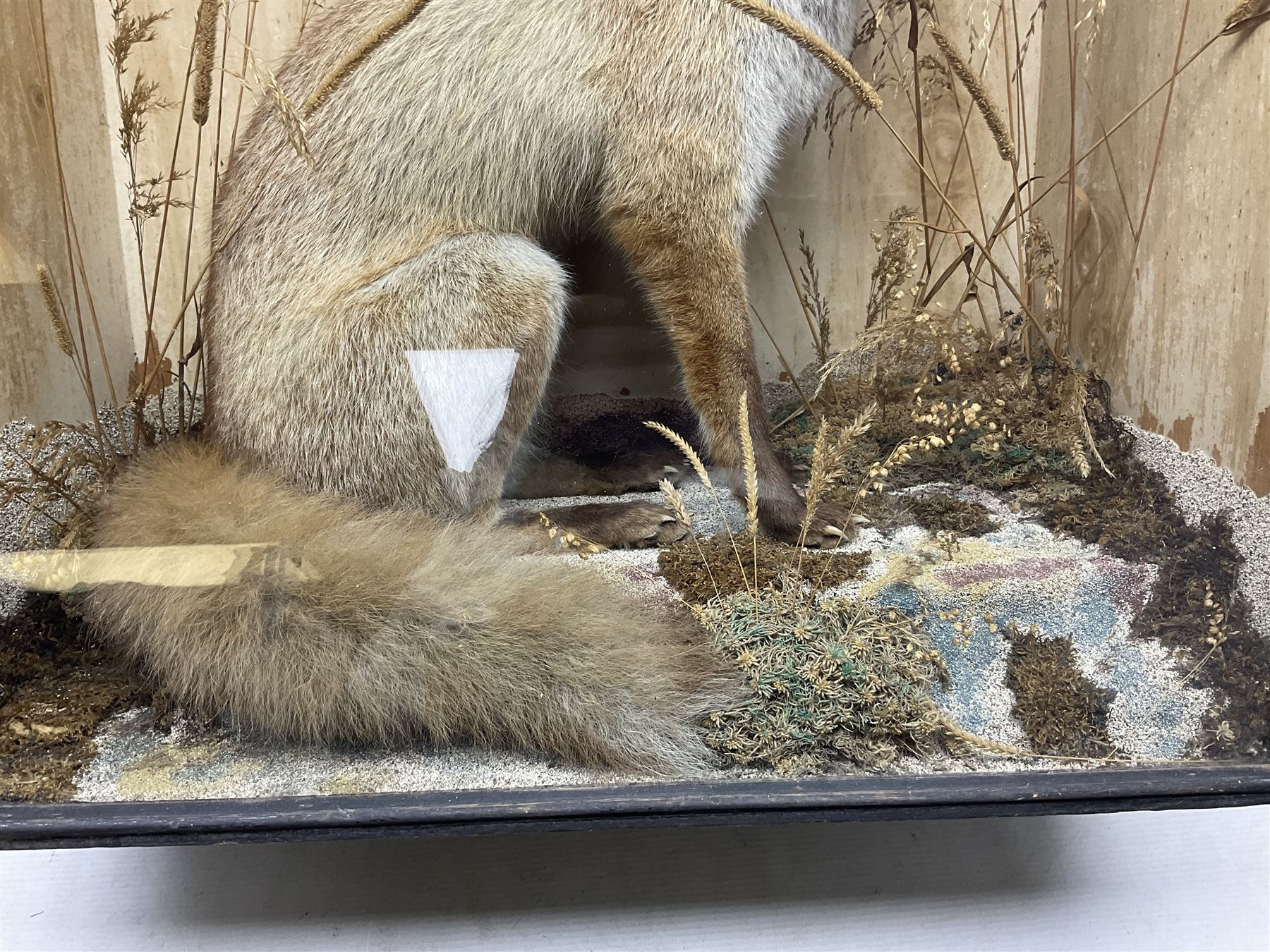 Taxidermy: 19th century cased display Red Fox (Vulpes vulpes), full adult mount in seated position with tail curled in front, in a naturalistic setting, encased within a ebonised single pane display case, H64cm, L58cm