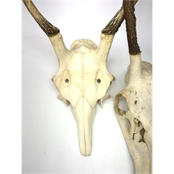 Three red deer skulls with single point antlers H62cm