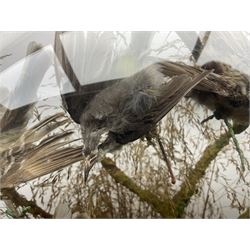 Taxidermy; large Victorian domed taxidermy diorama study of birds, with seventeen specimens including Ring Necked Parakeet, Blue Winged Warbler and Blackbird, the glass dome upon an ebonised wooden base, H77cm, W44cm