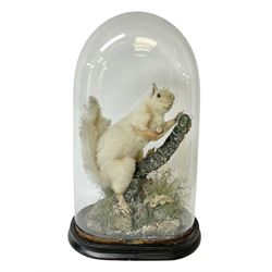 Taxidermy: Victorian cased Red Squirrel (Sciurus vulgaris), full mount holding a hazelnut, upon naturalistic ground, enclosed beneath a period oval glass dome with ebonised base, raised upon four bun feet H44cm D15cm W24cm