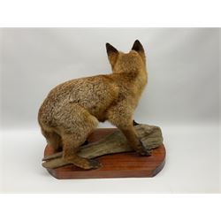 Taxidermy:  Red Fox (Vulpes vulpes), full adult mount stood upon a dry tree root and mounted on a wooden plinth, H50cm