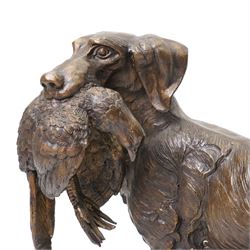 Bronze model of a setter with a pheasant in its mouth on naturalistic base H40cm x W62cm