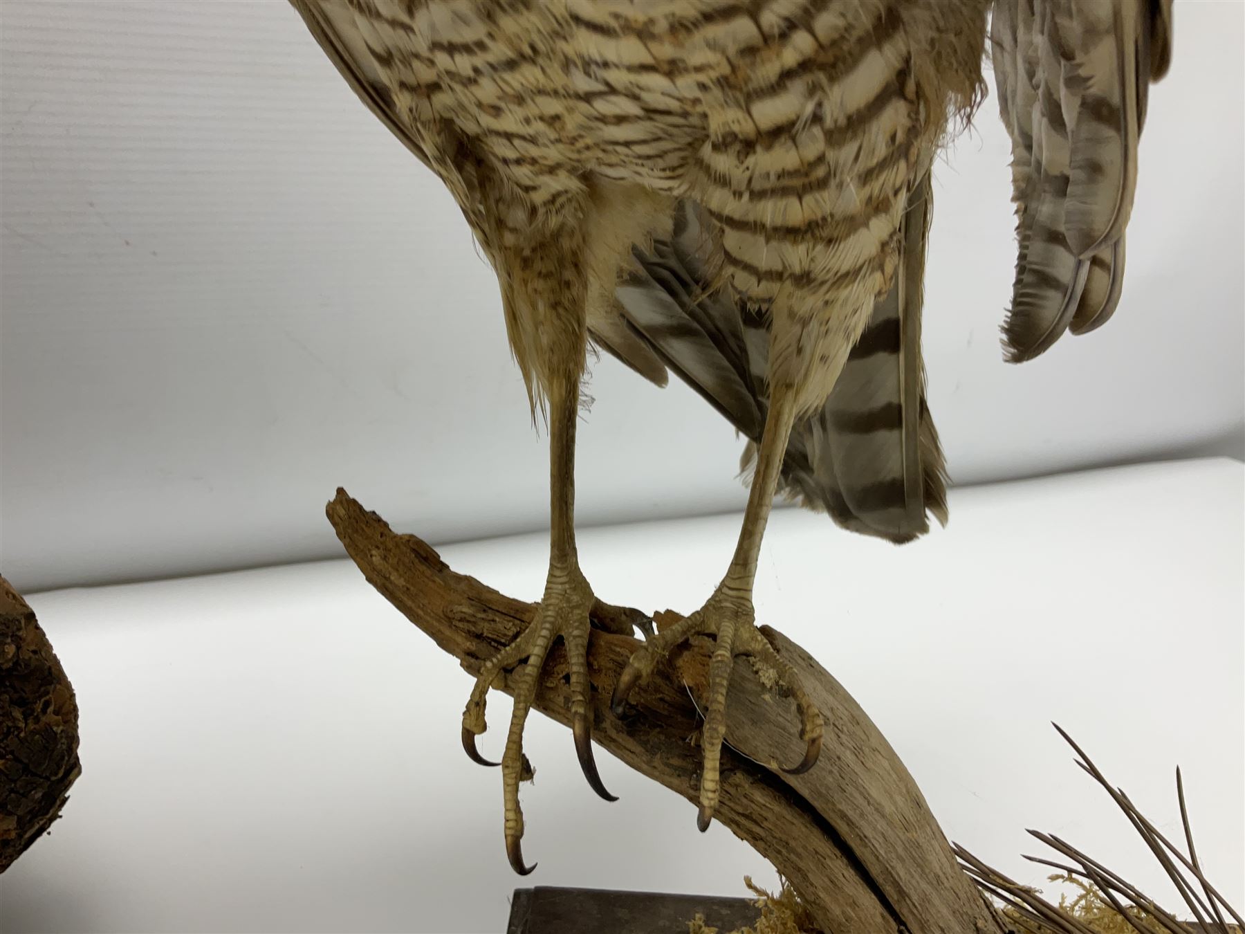 Taxidermy: Long-eared Owl (Asio otus), full adult mount upon a cut tree branch, together with European Sparrowhawk (Accipiter nisus), full adult mount, upon a branch in a naturalistic setting, owl H36cm 