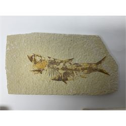 Three fossilised fish (Knightia alta) each in an individual matrix, age; Eocene period, location; Green River Formation, Wyoming, USA, largest matrix H9cm, L15cm