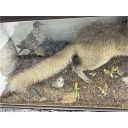 Taxidermy: 19th century cased display Red Fox (Vulpes vulpes) with pray, weasels (Mustela), Great Crested Grebe (Podiceps cristatus), and other birds in a naturalistic setting against a painted backboard, encased within an ebonised three pane display case, H56cm D38cm W113cm