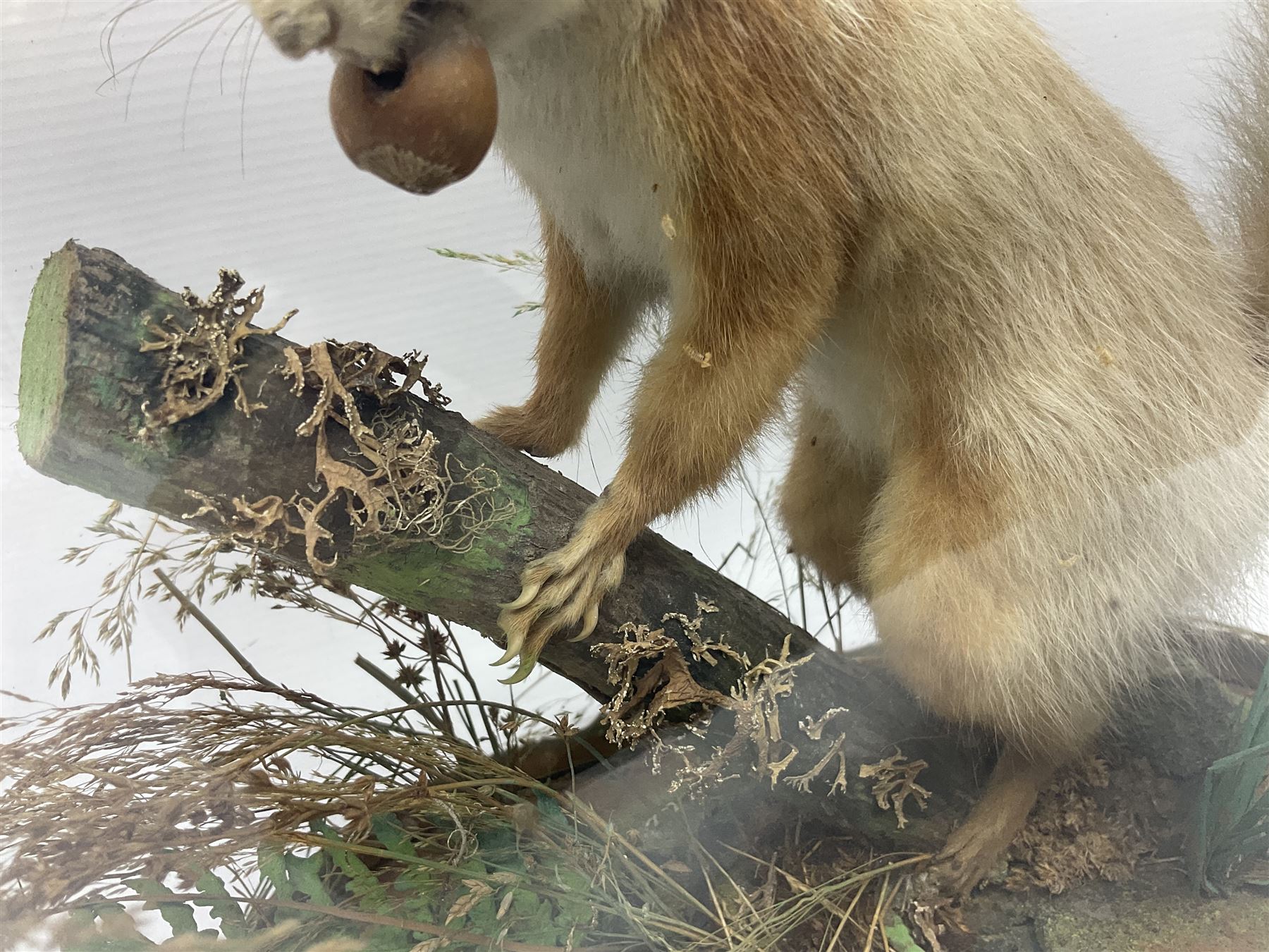 Taxidermy: Victorian cased Red Squirrel (Sciurus vulgaris), full mount adult, upon a tree branch with a naturalistic ground, enclosed beneath a period oval glass dome with ebonised base, raised upon four bun feet, H36cm 