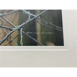 Phillip Allder (British 1950-): 'Red Squirrels', gouache signed 53cm x 75cm 
Provenance: from The Bell Hotel, Driffield