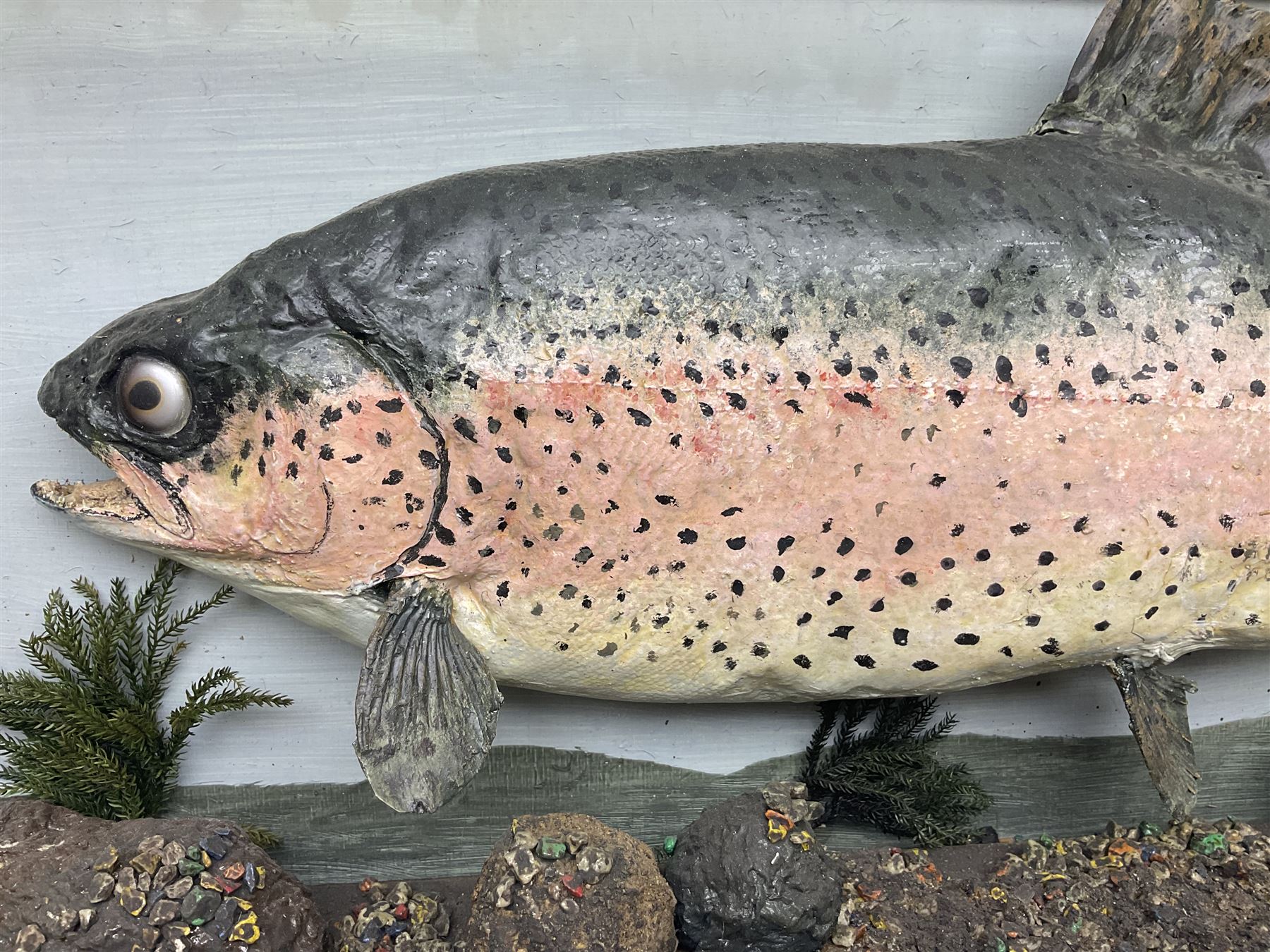 Taxidermy: Rainbow trout (Oncorchynchus mykiss), skin mount set above a pebbled river bed with reeds and grasses, set against blue painted back drop, H34cm, L88cm
