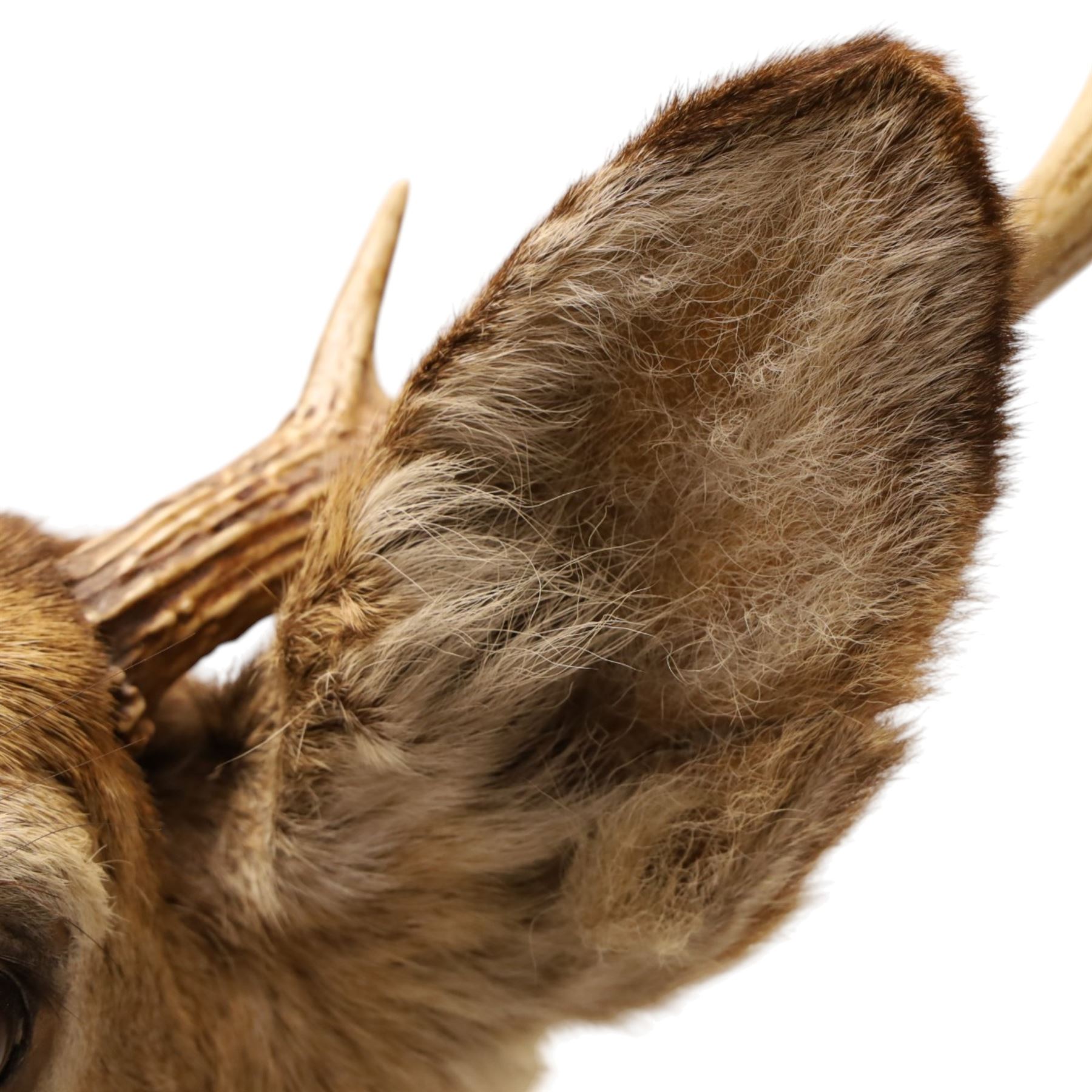 Taxidermy - White-tailed Deer (Odocoileus virginianus), adult male stag shoulder mount looking outward, eight-point antlers mounted on wooden shield, H86cm 