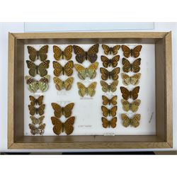 Entomology: glazed entomology collector's table top cabinet display of European fritillary butterflies, a display of over two hundred assorted specimens across five draws, to include Niobe Fritillary, Lesser Marbled Fritillary, Arctic Fritillary, Weaver's Fritillary, Mountain Fritillary, Twin-Spot Fritillary, Black-veined White, Large White, Green-veined White, mountain Small White, Silver-washed Fritillary, Dark Green Fritillary, High Brown Fritillary, Corsican Fritillary, False Heath Fritillary, Lesser Spotted Fritillary, Heath Fritillary, Spotted Fritillary, Grisons Fritillary, Thor's Fritillary, Meadow Fritillary, Lapland Fritillary, Marsh Fritillary, etc, all pinned with some data labels, H42cm, L44.5cm, D30.5cm 