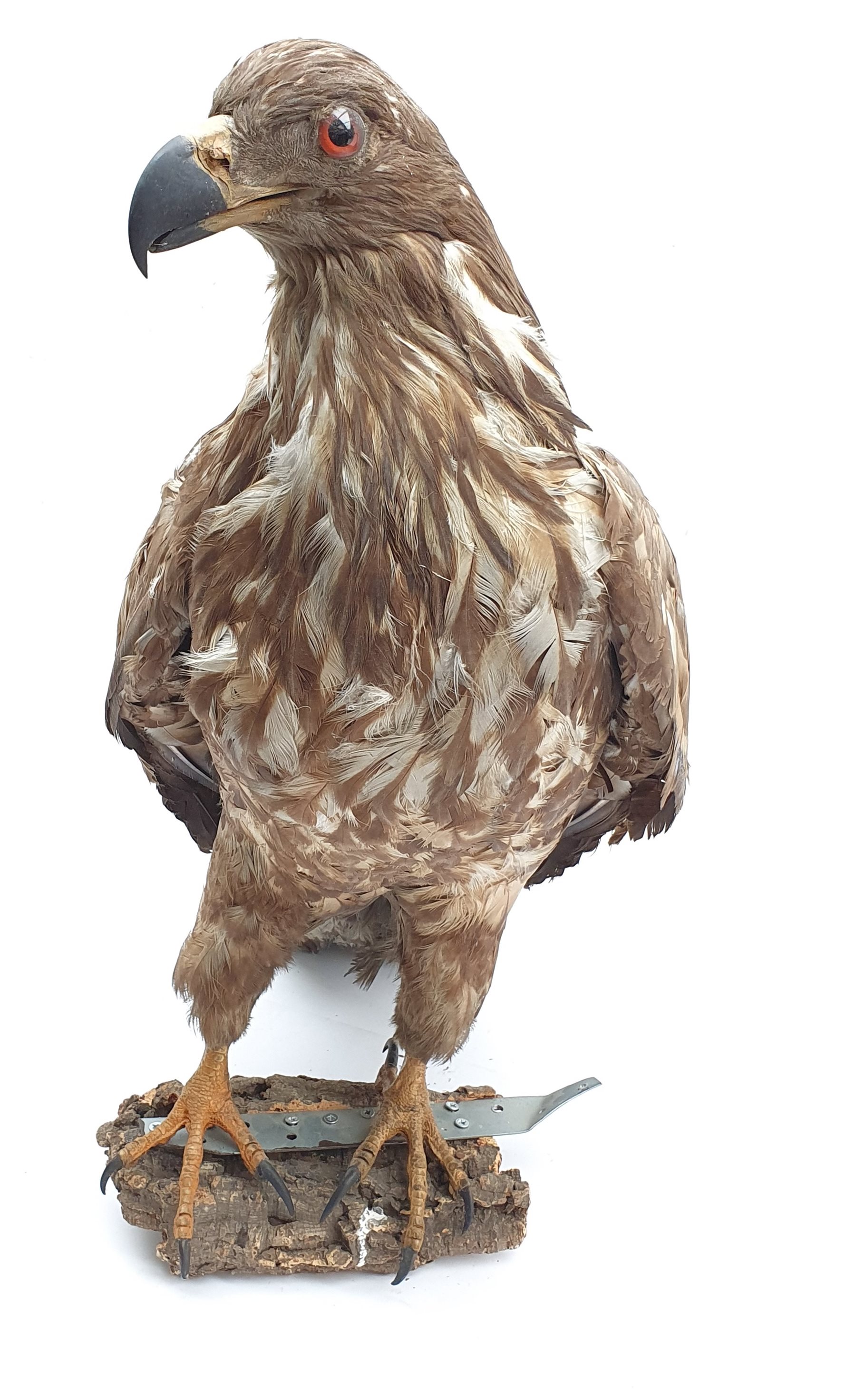 Taxidermy: Large Golden Eagle (Aquila chrysaetos) circa 1920, mounted on open display with naturalistic branch work base, H81cm