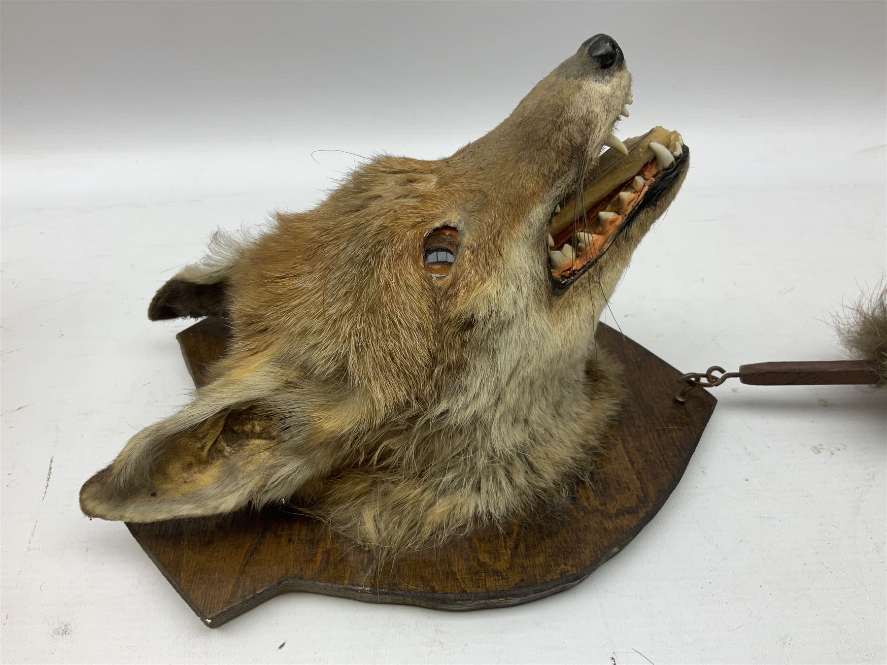 Taxidermy: Red fox mask (Vulpes vulpes), with mouth agape bearing teeth and ears back, mounted upon wooden shield, with brush, shield H24cm
