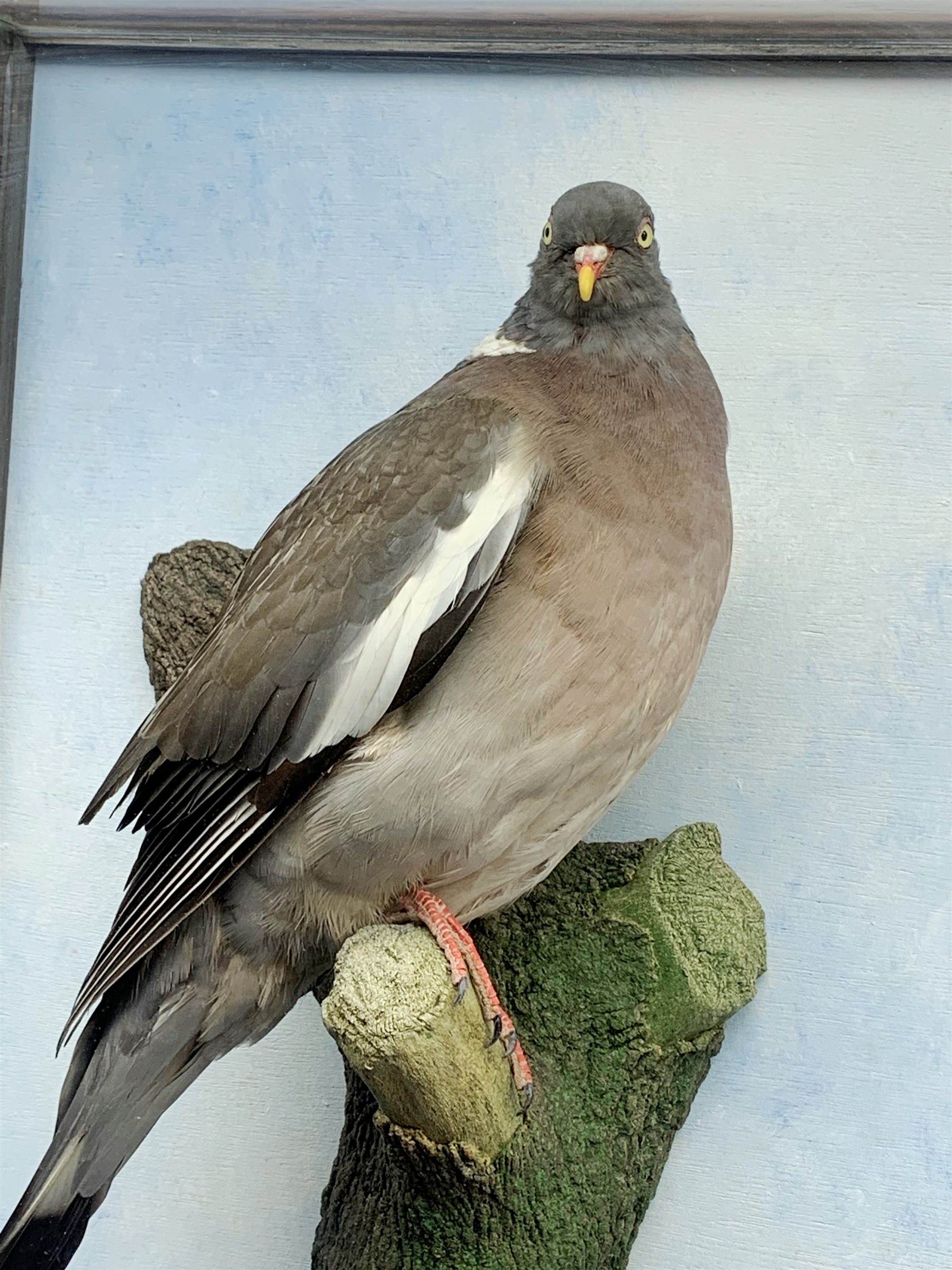 Taxidermy: 20th century cased common wood pigeon (Columba palumbus), full mount perched upon branch section, set against a painted sky backdrop, encased within a five pane display case with frame mount, with taxidermists paper label verso detailed David Astley Taxidermist, H63cm L45cm D18.5cm 