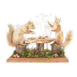 Anthropomorphic Taxidermy: Two red squirrels (Sciurus vulgaris) playing cards, both seated at a woodland table upon a naturalistic base, H34, L41cm