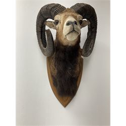 Taxidermy: European Mouflon (Ovis aries musimon) male, mounted upon a wooden double shield, mount H50cm W27cm