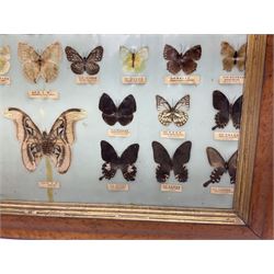 Taiwanese butterfly identification poster inscribed 