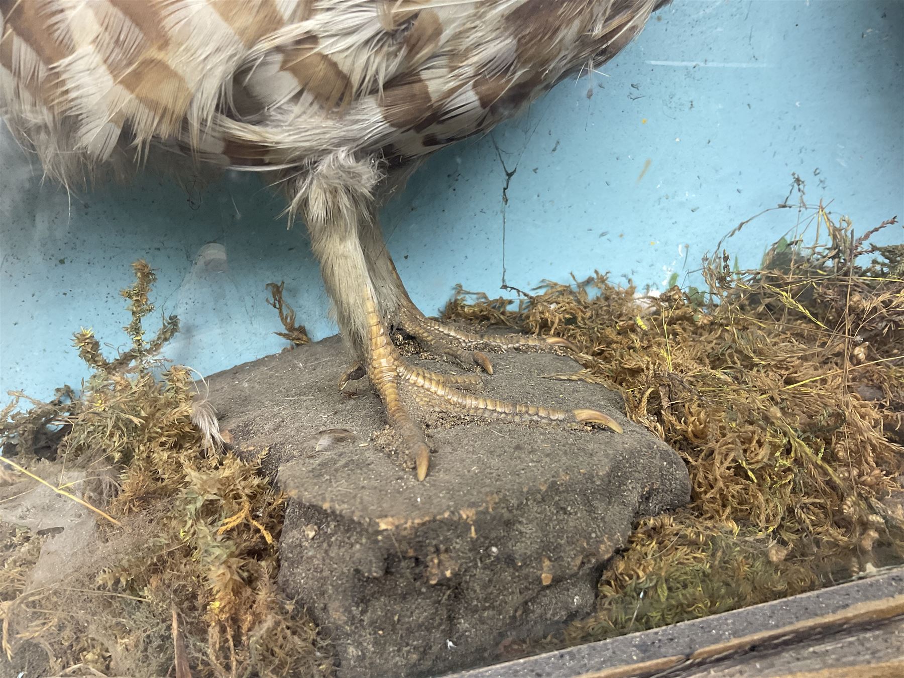 Taxidermy; Cased pair of Ruffed Grouse (Bonasa umbellus), male and female adult mounts, in a naturalistic setting, encased within a single pane display case, H39cm, L68cm