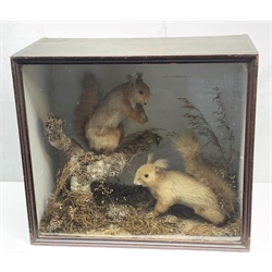 Taxidermy: Victorian cased pair of red squirrels (Sciurus vulgaris), in naturalistic setting detailed with lichen, grasses and other fauna, one stood upon a section of tree branch, encased within an ebonised single pane display case, H40cm L45cm D22cm 
