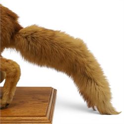 Taxidermy - Fox (Vulpes vulpes), full male adult mount on open display, with raise paw, upon wooden base, base W70cm