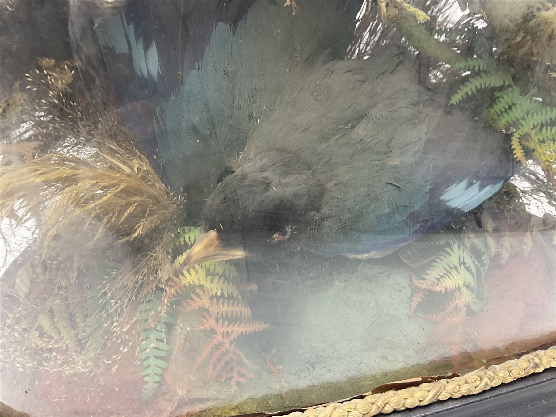 Taxidermy: late Victorian tropical bird diorama, containing several tropical birds to include, Black-headed Oriole (Oriolus Larvatus), Siskin (spinus), Green Honeycreeper (Chlorophanes spiza), each perched on branches, on an oval ebonised base, within a glass dome, H62cm, L40cm