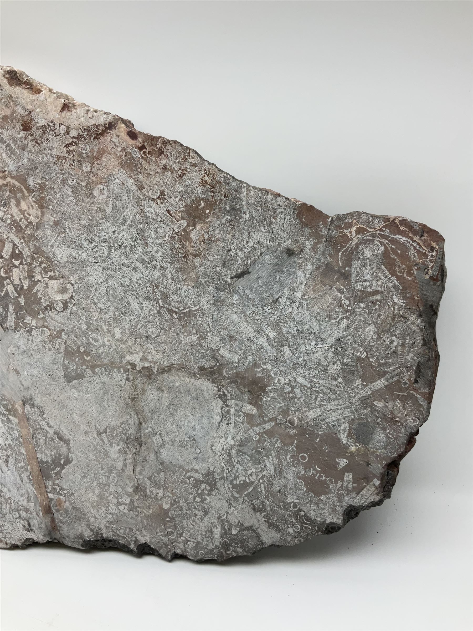 Crinoid sea bed plaque, with two crinoid specimens, probably Scyphocrinites elegans from the Silurian period, H39cm, L61cm