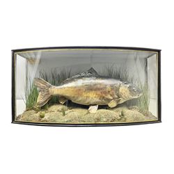Taxidermy; Cased Mirror Carp (Cyprinus carpio carpio) a large preserved skin mount 
in a naturalistic setting set against blue painted back drop, enclosed within a glass bow fronted case, the interior bearing a label 'Carp Redmire Lake 12 lb 4 oz Oct 67' H42 cm W87 cm D27 cm