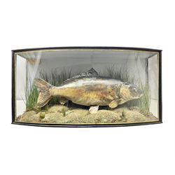 Taxidermy; Cased Mirror Carp (Cyprinus c