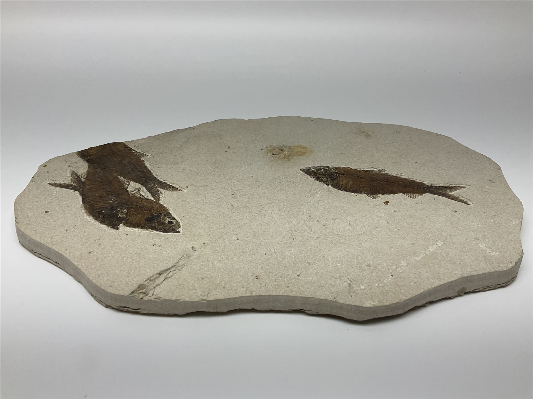 Four fossilised fish (Knightia alta) in a single matrix, age; Eocene period, location; Green River Formation, Wyoming, USA, matrix H25cm, L31cm