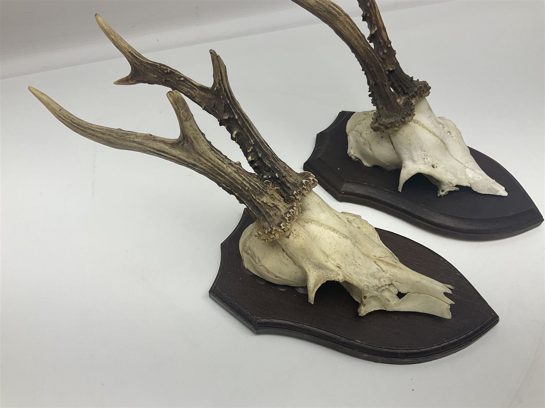 Antlers/Horns: Roe Deer (Capreolus capreolus) ten pairs of roe deer antlers mounted upon wooden shields, shield H20cm 
