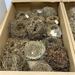 Various pairs of birds feet, mounted to a pine plinth, together with other single mounted pairs, and a selection of assorted birds nests