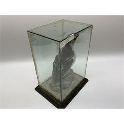 Taxidermy: Female green-winged teal duck (Anas carolinensis), on open display upon tree mount detailed with moss H15.5cm, together with gray partridge (Perdix perdix), on open display upon tree mount detailed with moss, H16cm and a cased young guillemot, standing on a naturalistic base, encased within a five pane display case, H27cm. 